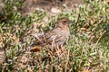 California Towhee Melozone crissalis petulans