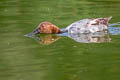 Canvasback Aythya valisineria