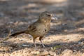 Canyon Towhee Melozone fusca mesoleuca