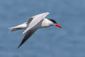 Caspian Tern Hydroprogne caspia