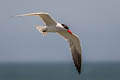 Caspian Tern Hydroprogne caspia