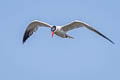 Caspian Tern Hydroprogne caspia