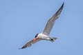 Caspian Tern Hydroprogne caspia