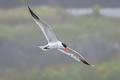 Caspian Tern Hydroprogne caspia