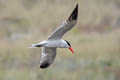 Caspian Tern Hydroprogne caspia