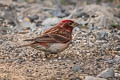 Cassin's Finch Haemorhous cassinii