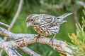 Cassin's Finch Haemorhous cassinii