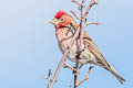 Cassin's Finch Haemorhous cassinii