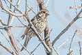 Cassin's Finch Haemorhous cassinii