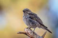 Cassin's Finch Haemorhous cassinii