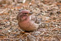 Cassin's Finch Haemorhous cassinii