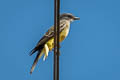 Cassin's Kingbird Tyrannus vociferans vociferans