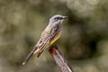 Cassin's Kingbird Tyrannus vociferans vociferans