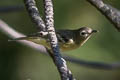 Cassin's Vireo Vireo cassinii cassinii