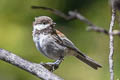 Chestnut-backed Chickadee Poecile rufescens barlowi