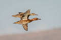 Cinnamon Teal Spatula cyanoptera septentrionalium