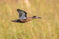 Cinnamon Teal Spatula cyanoptera septentrionalium