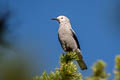 Clark's Nutcracker Nucifraga columbiana