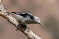 Clark's Nutcracker Nucifraga columbiana