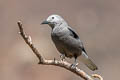 Clark's Nutcracker Nucifraga columbiana