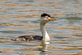 Clark's Grebe Aechmophorus clarkii transitionalis