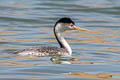 Clark's Grebe Aechmophorus clarkii transitionalis