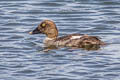 Common Golden eye Bucephala clangula americana