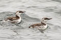 Common Murre Uria aalge californica