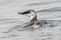 Common Murre Uria aalge californica