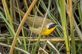 Common Yellowthroat Geothlypis trichas scirpicola 