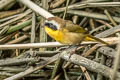 Common Yellowthroat Geothlypis trichas scirpicola 