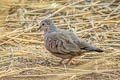 Common Ground Dove Columbina passerina pallescens