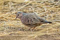 Common Ground Dove Columbina passerina pallescens