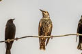 Common Starling Sternus vulgaris vulgaris (European Starling)