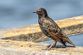 Common Starling Sternus vulgaris vulgaris (European Starling)