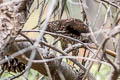 Cooper's Hawk Astur cooperii