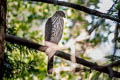 Cooper's Hawk Astur cooperii
