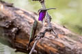 Costa's Hummingbird Calypte costae