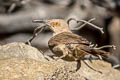 Curve-billed Thrasher Toxostoma curvirostre celsum