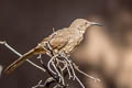 Curve-billed Thrasher Toxostoma curvirostre celsum