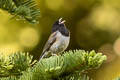 Dark-eyed Junco Junco hyemalis thurberi