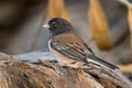 Oregon Junco Junco hyemalis pinosus