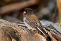 Oregon Junco Junco hyemalis oreganus