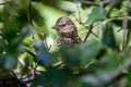 Oregon Junco Junco hyemalis pinosus