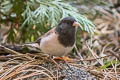 Oregon Junco Junco hyemalis pinosus