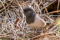 Oregon Junco Junco hyemalis pinosus