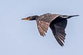 Double-crested Cormorant Nannopterum auritum albociliatus