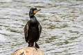 Double-crested Cormorant Nannopterum auritum albociliatus