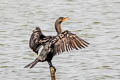 Double-crested Cormorant Nannopterum auritum albociliatus