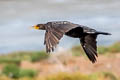 Double-crested Cormorant Nannopterum auritum albociliatus